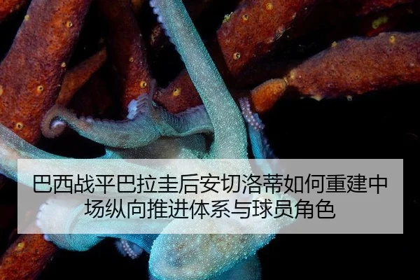 巴西战平巴拉圭后安切洛蒂如何重建中场纵向推进体系与球员角色